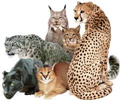 What Wild Cat Are You? - ProProfs Quiz