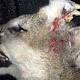 Mountain lion spotted in Idaho with facial deformity 