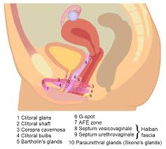 Omnomnom dick eats clit jpg x Dick like clit