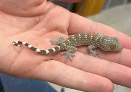 タイ 小学生　ワレメ　画像|KaKiKu ショップ ハイブリッド加湿器 大容量5.5L