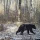 Wildlife more threatened by climate change than previously thought 