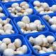 CRISPR-edited mushroom cleared 