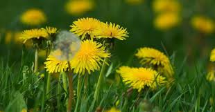 蜂の腰BBS|みんなチェンソーマン見てる？🤩最初の動きは実際にチェンソーを引いてる感じにしたよ‼️途中の早い足の動きがポイント😎@米津玄師 ハチ @#... |  TikTok