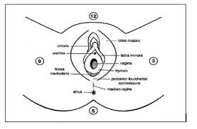  child labia hymen|Figure 6 from A normal ano-genital exam: sexual abuse or not? | Semantic  Scholar