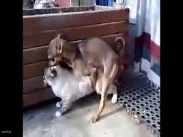 Search results on madnessporn for fucking a cat page jpg x Guy fucks cat