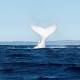 Great white whale debate: Was it Migaloo, Son of Migaloo or another white humpback? 