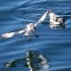 Something Smells: Birds' Keen Sense of Smell Causes Plastic Ingestion 