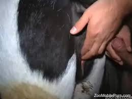 Ae a man fucks cow gaybeast com siterip jpg x Man fucks cow