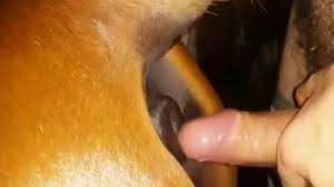 Horse anal fuck man porn hot vid lip jpg x Man fuck horse