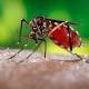 3 West Nile-related deaths in Pima County 