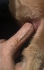 Naughty bald man fucking dog female delicious zoo porn jpg x Man fucks his dog