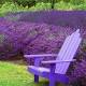 9 plants that bug bugs — including mosquitoes 