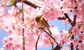 川津桜|センター北＆南】早咲きの桜「河津桜」が見られる3つの公園をご紹介！ - ロコっち - センター北＆センター南