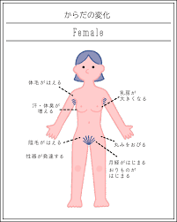 女子高生　陰毛|Amazon.co.jp: 児童性徴博覧会 保田塾 保田塾塾長 伸長に関する考察 フルカラーイラスト集 オリジナル B5 28p : おもちゃ