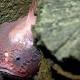 Secrets Of The Mariana Trench, Caught On Camera 