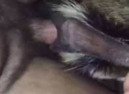 Ghana a man caught sleeping with a goat leaktube jpg x Fuck goat