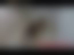  Posttome teenclub rus|新品】JC ピンクドット可愛いショーツ 中学生向けサイズ スクールショーツ ティーンズ 下着 処分 整理品 綿 コットンの落札情報詳細 -  Yahoo!オークション落札価格検索 オークフリー