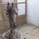 Watch Live: Zookeepers Note April the Giraffe 'At the End of the Pregnancy' 