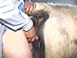 Man fuck cow jpg x Man fuck cow
