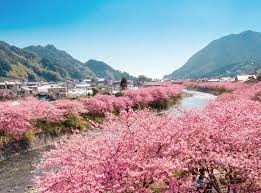 川津桜|河津桜 | 桜図鑑｜公益財団法人日本花の会