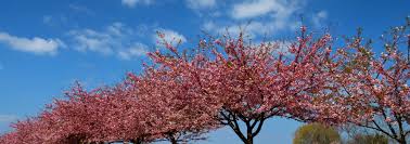 川津桜|河津桜まつり」ほぼ見頃宣言 終了まで残り1週間 - 伊豆下田経済新聞