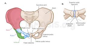 pubis spread|ScienceDirect.com