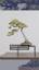 The Art of Bonsai: Cultivating Miniature Trees for Beauty and Tranquility ile ilgili video