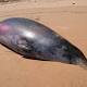 Rare beaked whale washes up with extra teeth in potential 'evolutionary throwback' 