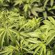 US Marijuana Use Grows As Fewer People Worry About the Risks 