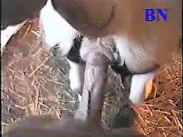 Homem fudendo egua zoofilia porno jpg x Man fuck cow