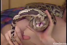 Live snake used during solo pussy insertion session with a stunning blonde coed zoophilia porn at madnessporn jpg x Snake in pussy