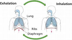 what is the difference between respiration and breathing give you ...