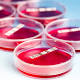 Stem Cell Research for Fighting Degenerative Disc Disease - News