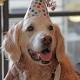 9/11 rescue dog celebrates 16th birthday in New York City 