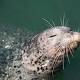 Artificial whisker reveals source of harbor seal's uncanny prey-sensing ability 