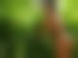 tropical deli porn|ムチプリ肉厚極上尻コキ！！私の肉厚お尻でたくさん擦ってねっ！！溜まった精子を美尻に大量射精！美女たちがかつてない言葉責めでアナタの射精をお助けします！  Part8 - XVIDEOS.COM