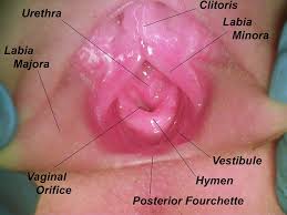hymen child|Child Abuse