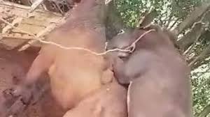 Donkey having oral sex with gluttonous whore jpg x Sex with donkey