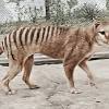 Tasmanian tiger