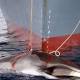 Major victory for whaling campaigners as UN judges order Japan to stop hunting ...