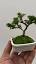 The Art of Bonsai: A Journey into Miniature Horticulture ile ilgili video