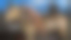 horse bestiality young|だんぼおる＠二ちゃんねる - bestiality comic e621 equine feral horse interspecies mammal  vermilion