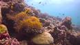 El fascinante mundo de los corales: Ingeniería submarina ile ilgili video