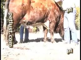 Man fucks cow jpg x Man fucks cow