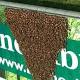 Bee swarm shuts down Toowoomba footy game 