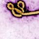 Two more suspected cases of Ebola hit Congo 