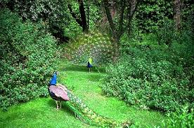Wildlife Tour Packages From Delhi, Wildlife Tour Packages