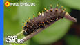 The Hidden World of Insects: Uncovering the Secrets of the Six-Legged Marvels ile ilgili video
