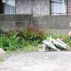 保護者「防げた事故」と疑問 園児死亡の保育園が説明会