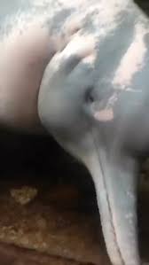 Free mobile porn female celestial dolphin human male jpg x Man fucks dolphin